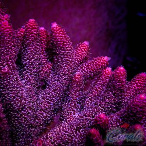 Alternative view of EC Akil’s Matrix Spathulata Acro S
