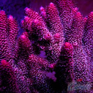 EC Akil’s Matrix Spathulata Acro S