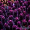 EC Akil’s StrangerThings Long Polyps Acro S