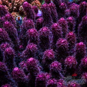 EC Akil’s StrangerThings Long Polyps Acro S