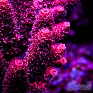 Alternative view of EC Akil’s OnFire Spathulata Acro S