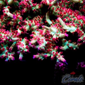 Alternative view of EC Akil’s Red Devils Acro S