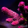 EC Akil’s OnFire Spathulata Acro S
