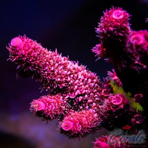 EC Akil’s OnFire Spathulata Acro S