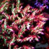EC Akil’s Red Devils Acro S