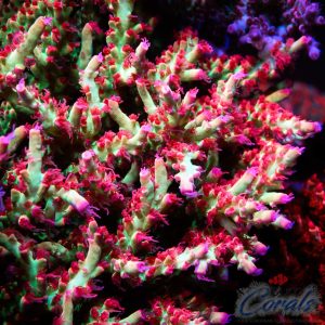EC Akil’s Red Devils Acro S