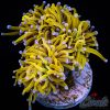 EC Golden Halo Torch 1 H/P