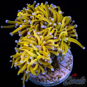 EC Golden Halo Torch 1 H/P