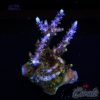 EC Violet Flame Acro L