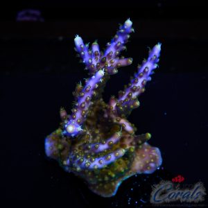 EC Violet Flame Acro L