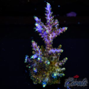 EC Violet Flame Acro XL