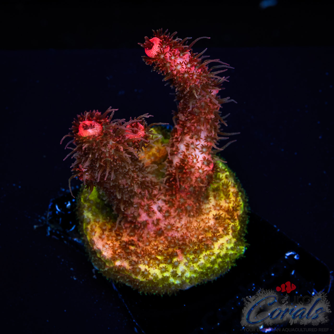 EC Combustion Acro M
