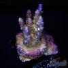 EC Nebula Acro M