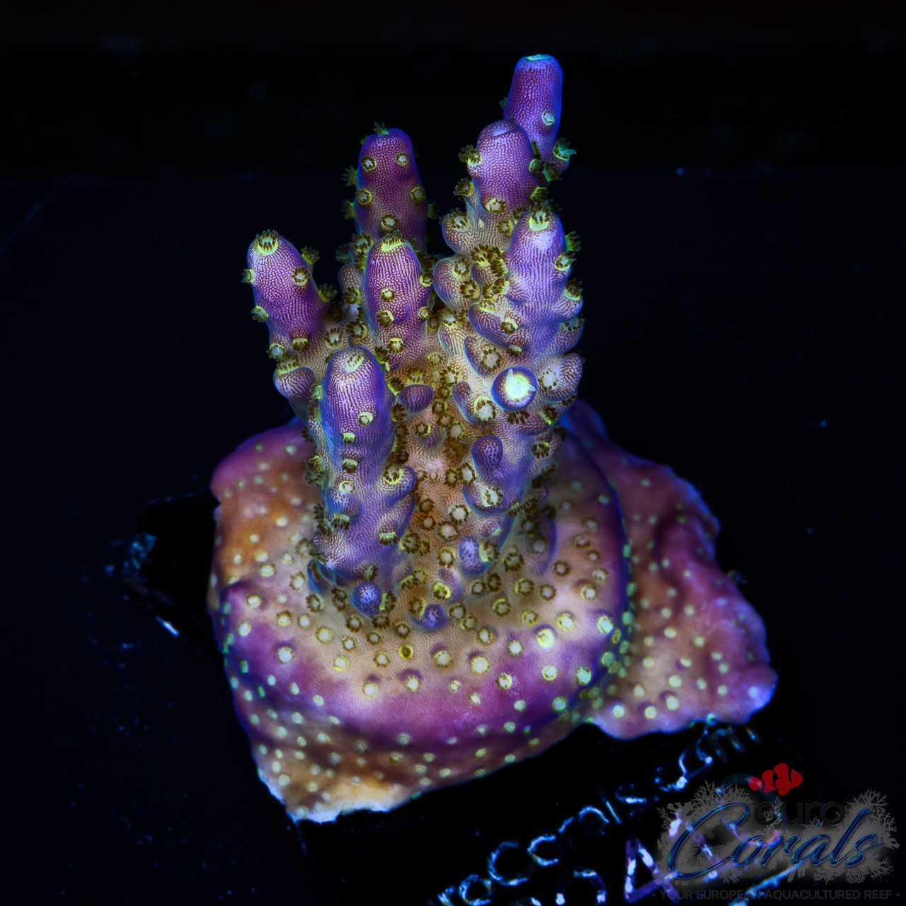 EC Nebula Acro M