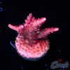 EC Red Diablo Acro M