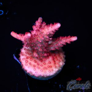 EC Red Diablo Acro M