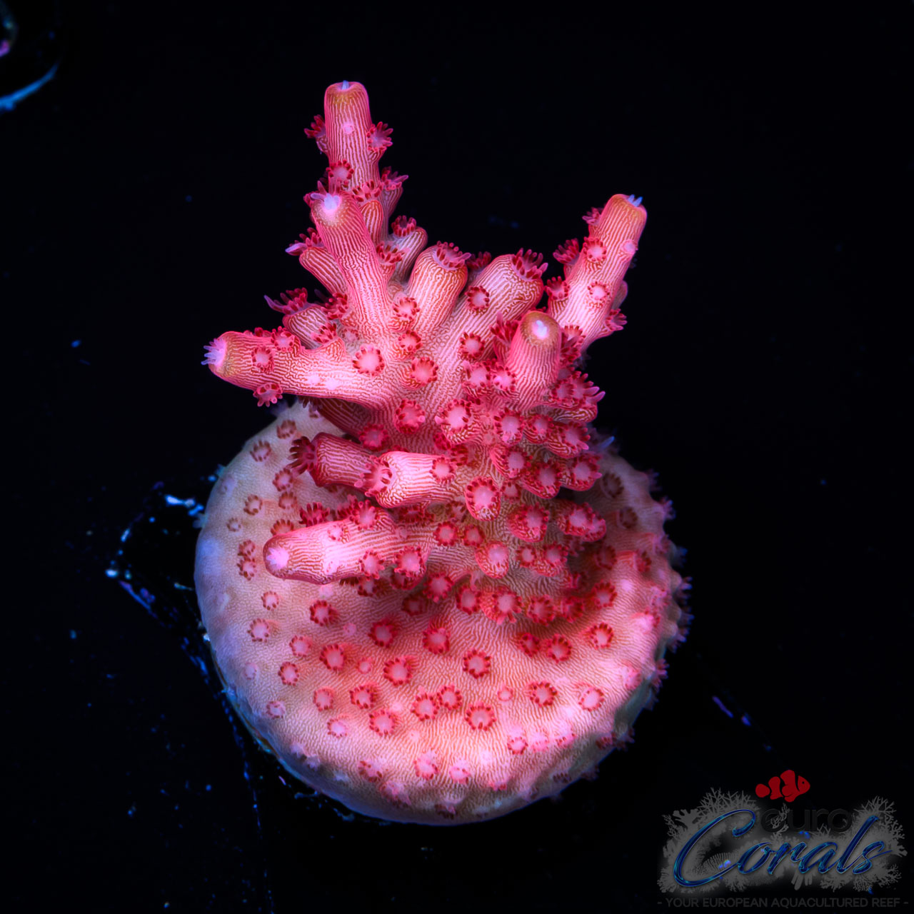 EC Red Diablo Acro M