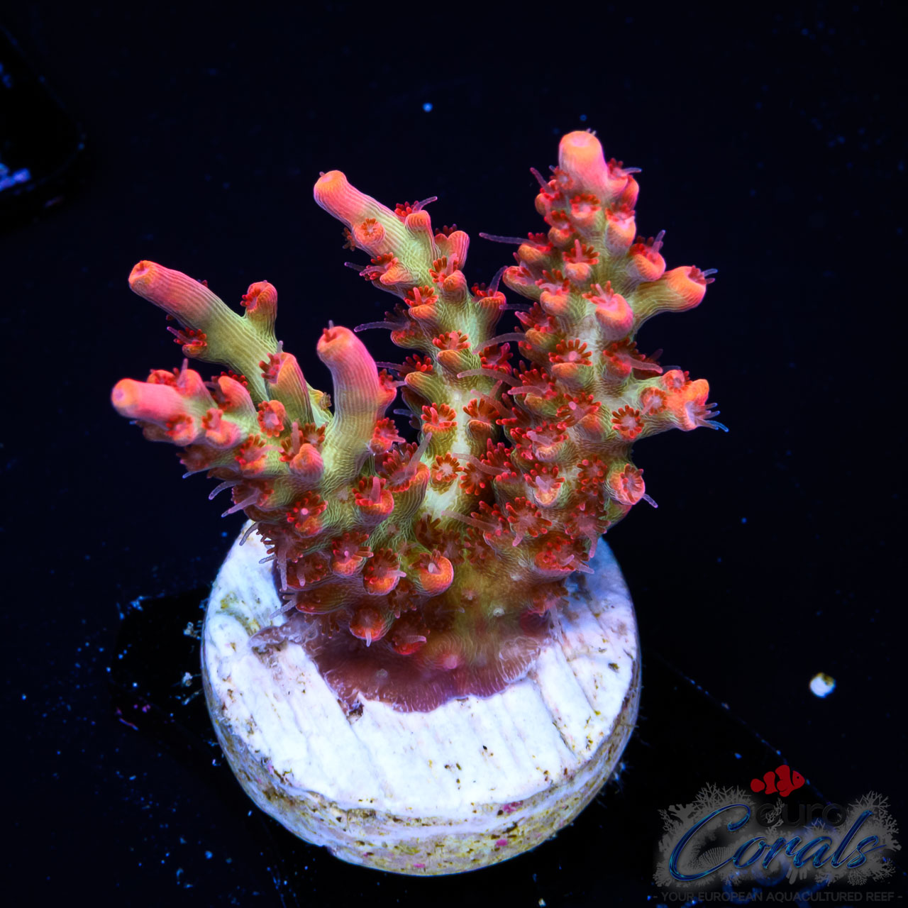 EC Red Devils Acro M