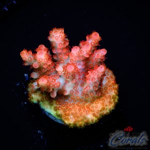 EC Arkenstone Acro M