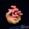 EC Arkenstone Acro M