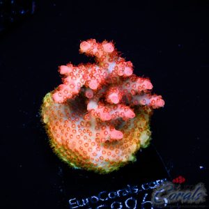 EC Arkenstone Acro M