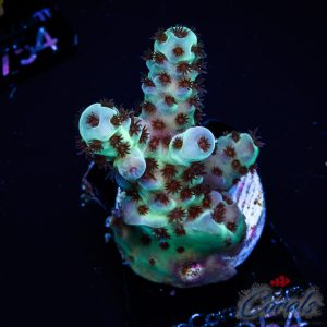 EC Cookie Monster Acro S