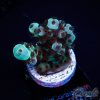 EC Cookie Monster Acro S