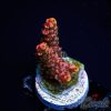 EC SeaHeart Acro S