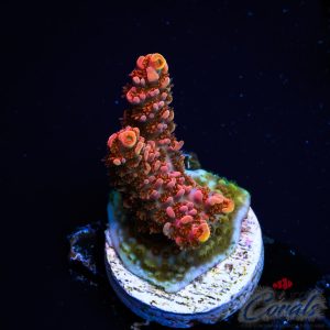 EC SeaHeart Acro S