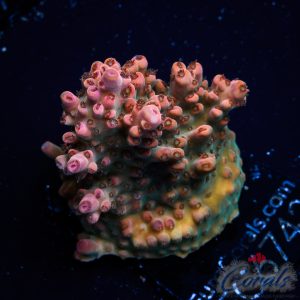 EC Bo-Katan Acro L
