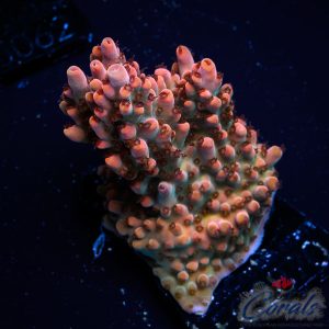 EC Bo-Katan Acro L