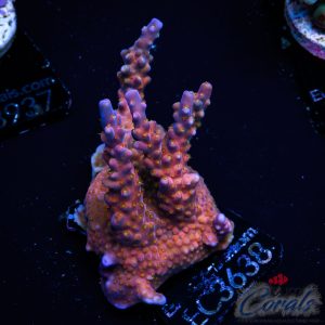 EC Melancholy Hills Acro XL