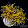 EC Golden Goddess Tourch 1 H/P
