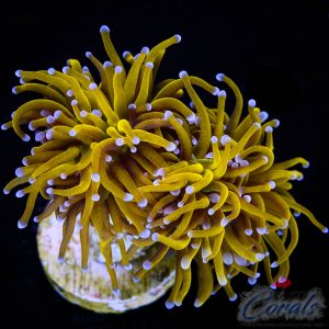 EC Golden Goddess Tourch 1 H/P