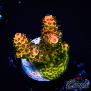 EC Mango Meltdown Acro M