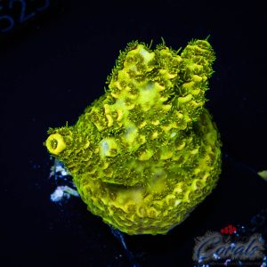 EC Solar Flare Mille Acro M