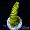 EC Solar Flare Mille Acro S