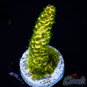 EC Solar Flare Mille Acro S
