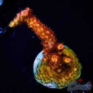 EC Fire Stag Acro M