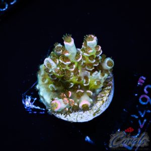 EC Rose Halo Tenuis Acro S