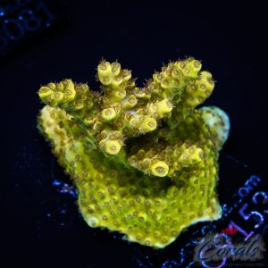 EC Golden Dust Acro L