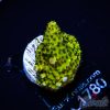 EC BloodMoon Acro S