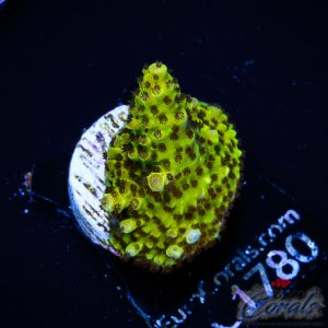 EC BloodMoon Acro S