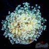 EC Lunar Pearl Frogspawn 1 H/P