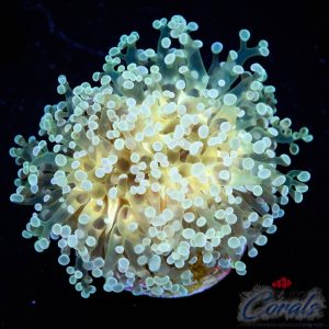 EC Lunar Pearl Frogspawn 1 H/P