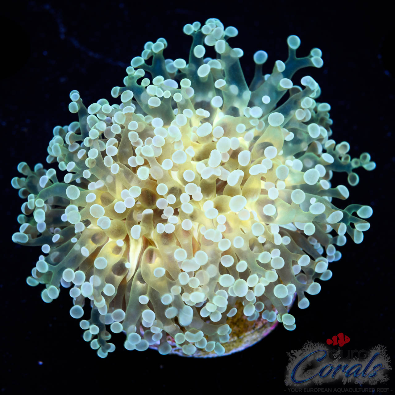EC Lunar Pearl Frogspawn 1 H/P