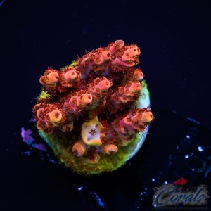 EC Freaky Rainbow Acro M