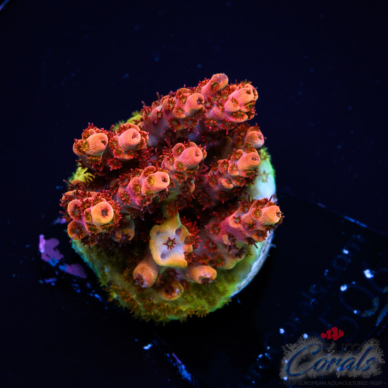 EC Freaky Rainbow Acro M