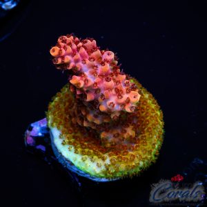 EC Freaky Rainbow Acro M