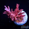 EC Little Red Ferrari Acro M